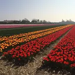 De Vier Seizoenen Bed & Breakfast Lisse