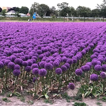 De Vier Seizoenen Lisse