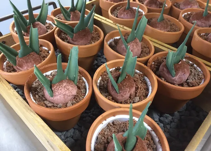 De Vier Seizoenen 4* Lisse