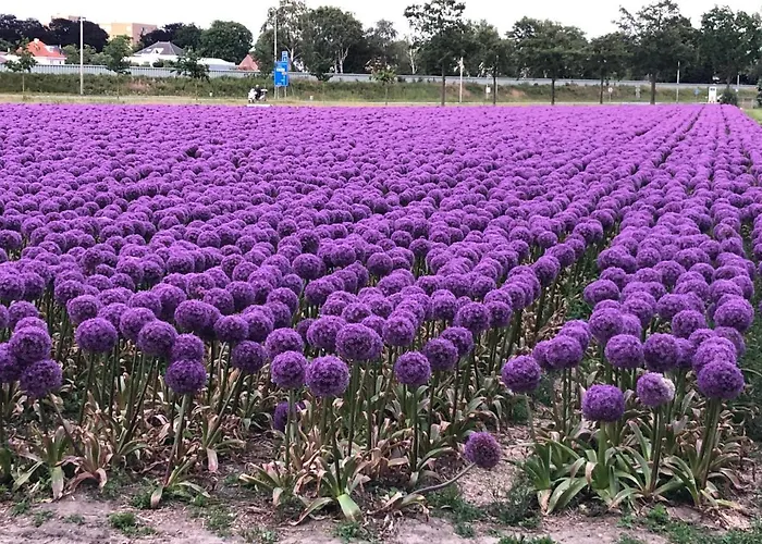 De Vier Seizoenen Lisse